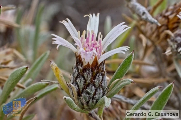 Vegetación autóctona al borde de la extensión en la batería militar de Taliarte