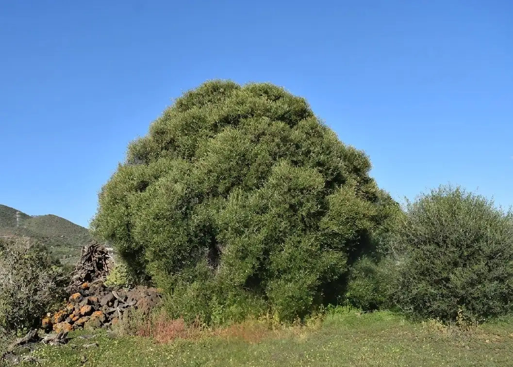 El acebuche en las laderas del bosque termófilo