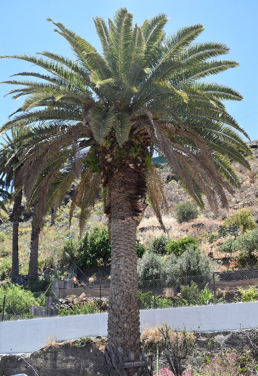 Palmera en bco. Tundidor.